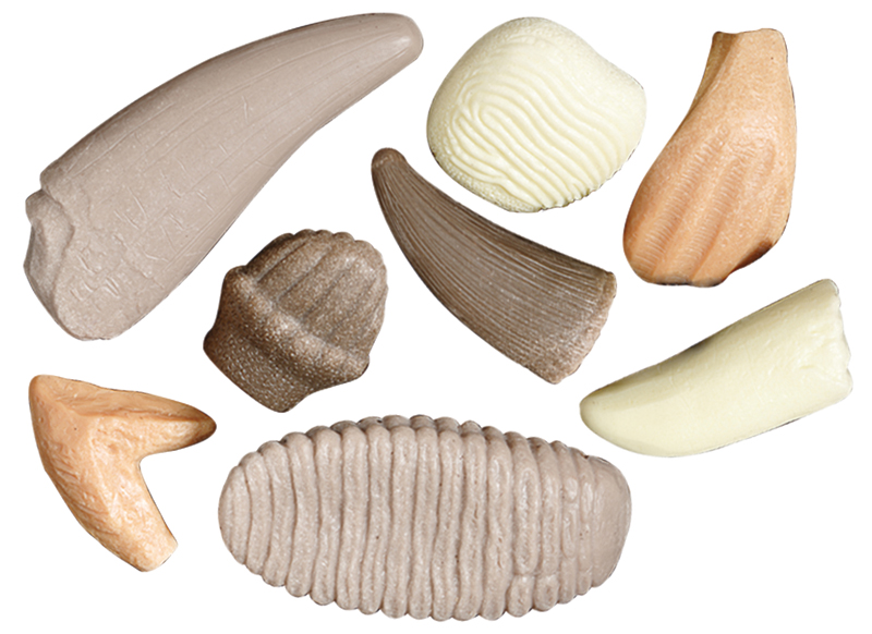 Ontdekkingsmateriaal - Yellow Door Let’s Investigate Prehistoric Teeth - prehistorische tanden - steenmix - 10,5 cm - set van 8