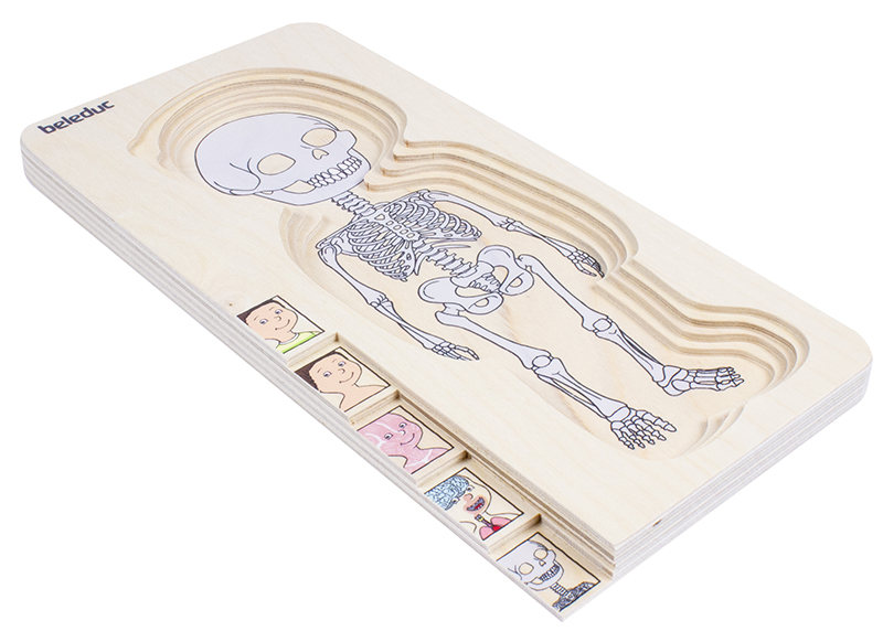 Lagenpuzzel - Beleduc - menselijk lichaam - anatomie - 5 lagen - hout - per stuk