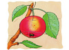 Lagenpuzzel - Beleduc - de appel - hout - per stuk