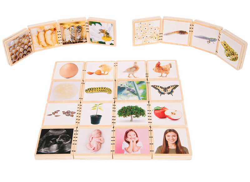 Puzzel - tickit Wooden Lifecycle Tiles - levenscyclus - 7 cm - hout - evolutiepuzzel - vierkant - per stuk
